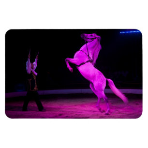 Íman Cavalo de Circo Rosa