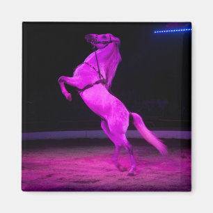 Íman Cavalo de Circo Rosa