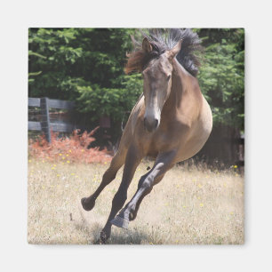 Íman Cavalo de Lusitano na liberdade
