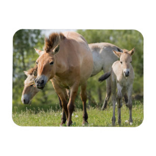 Íman Cavalo de Przewalski e caminhada de galos