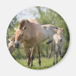 Íman Cavalo de Przewalski e potro andando