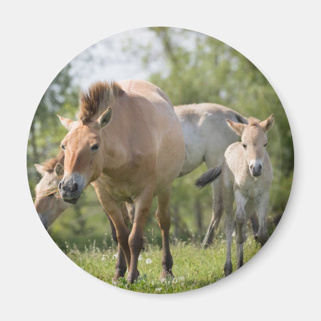 Íman Cavalo de Przewalski e potro andando (Frente)