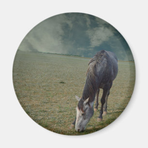 Íman Cavalo De Roa Em Paddock