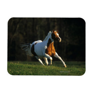Íman Cavalo de Tinta em Execução Rápida