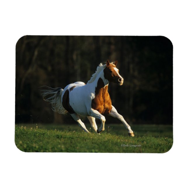 Íman Cavalo de Tinta em Execução Rápida (Horizontal)