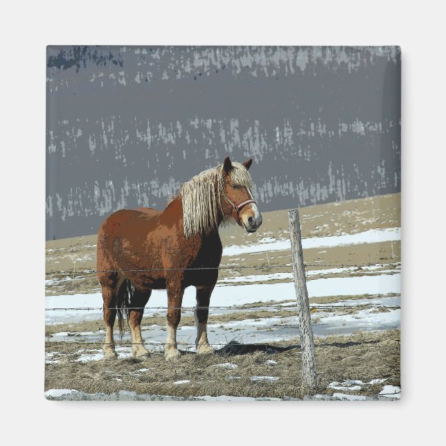 Íman Cavalo de Tração Belga no Ímã do Paddock (Frente)