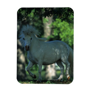 Íman Cavalo diminuto que está nas árvores