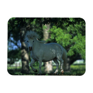 Íman Cavalo diminuto que está nas árvores