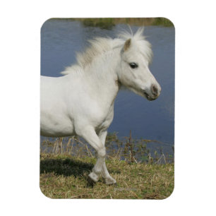 Íman Cavalo diminuto que funciona perto da água
