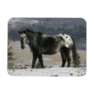 Íman Cavalo do Appaloosa na neve