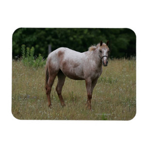 Íman Cavalo do Appaloosa que está na grama