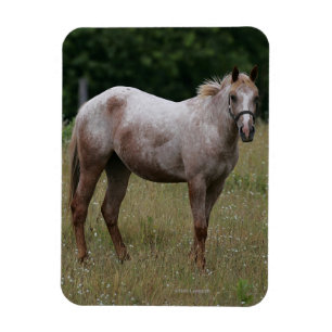 Íman Cavalo do Appaloosa que está na grama