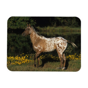 Íman Cavalo do Appaloosa que está pelo lago