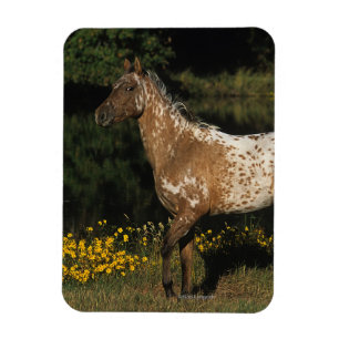 Íman Cavalo do Appaloosa que está pelo lago