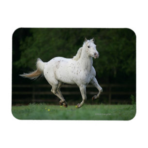 Íman Cavalo do Appaloosa que funciona 1