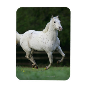 Íman Cavalo do Appaloosa que funciona 1