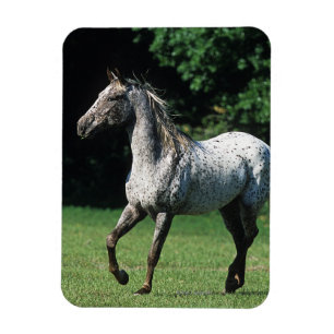 Íman Cavalo do Appaloosa que funciona 2