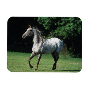 Íman Cavalo do Appaloosa que funciona 2