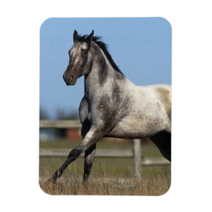 Íman Cavalo do Appaloosa que funciona 3
