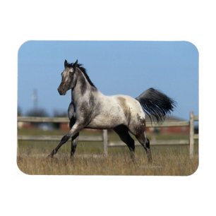 Íman Cavalo do Appaloosa que funciona 3