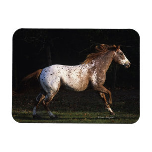 Íman Cavalo do Appaloosa que funciona 4