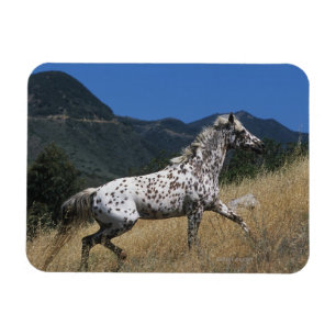 Íman Cavalo do Appaloosa que funciona acima a montanha