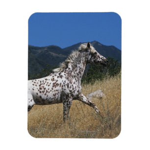 Íman Cavalo do Appaloosa que funciona acima a montanha
