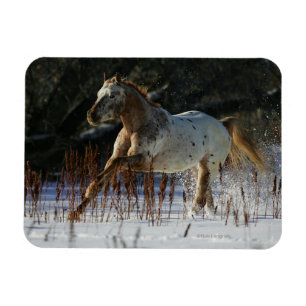 Íman Cavalo do Appaloosa que funciona na neve