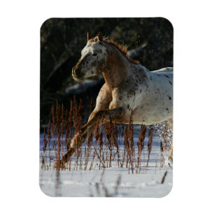 Íman Cavalo do Appaloosa que funciona na neve