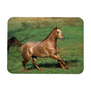 Íman Cavalo do Appaloosa que funciona no campo gramíne