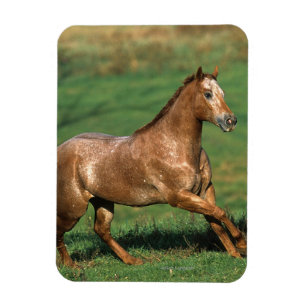 Íman Cavalo do Appaloosa que funciona no campo gramíne