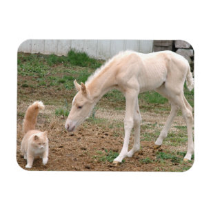 Íman Cavalo do bebê do Palomino e gato do celeiro