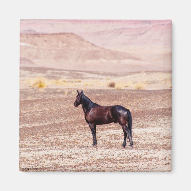 Íman Cavalo do Deserto P8664 (Frente)