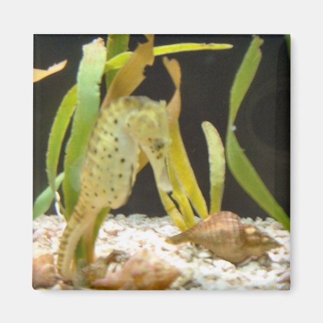 Íman Cavalo-do-mar em pó - ímã (Frente)