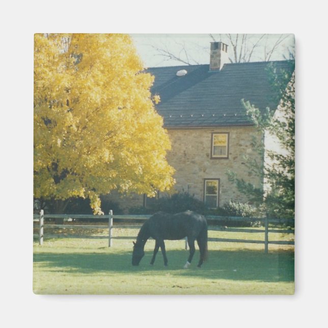 Íman Cavalo do País - ímã (Frente)