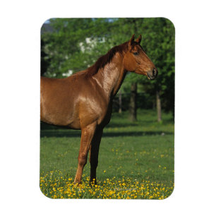Íman Cavalo do puro-sangue nas flores