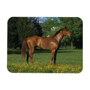 Íman Cavalo do puro-sangue nas flores
