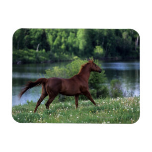 Íman Cavalo do puro-sangue que está nas flores
