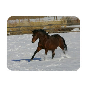 Íman Cavalo do puro-sangue que funciona na neve