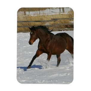 Íman Cavalo do puro-sangue que funciona na neve