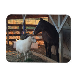 Íman Cavalo e Caprino na Fazenda