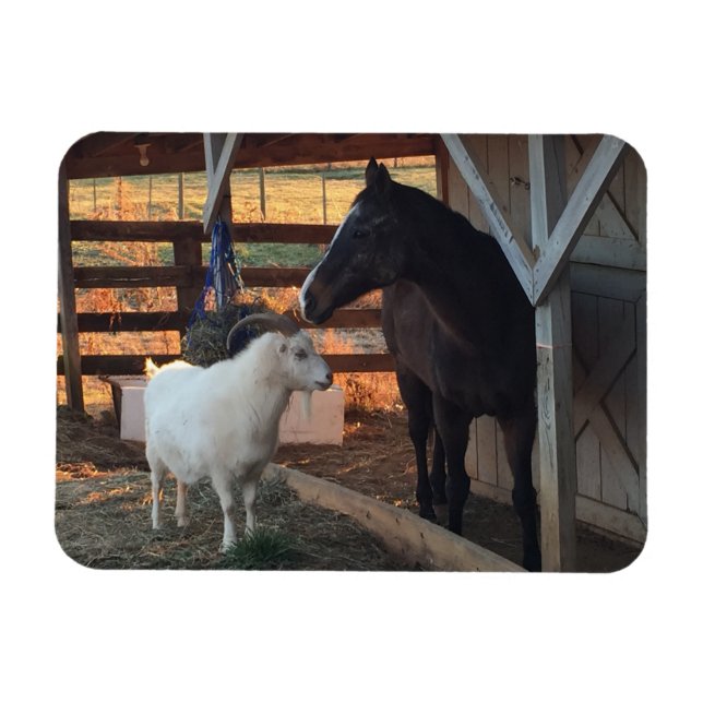 Íman Cavalo e Caprino na Fazenda (Horizontal)