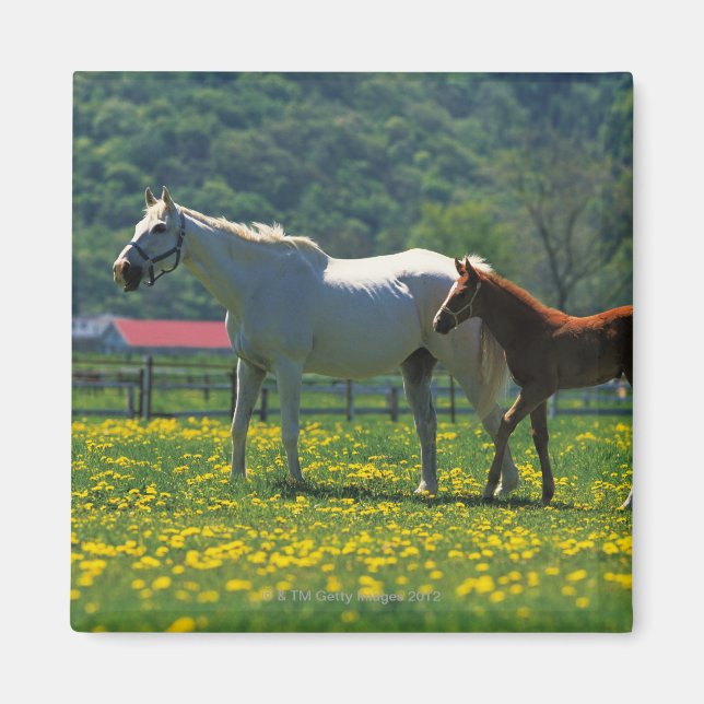 Íman Cavalo e seu caule parados em um campo (Frente)