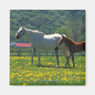 Íman Cavalo e seu potro que estão em um campo