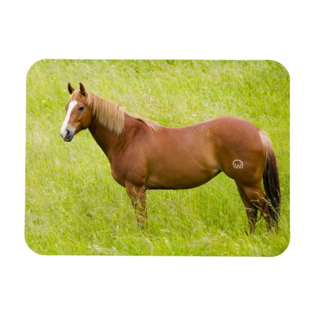 Íman Cavalo em Campo de Primavera (Horizontal)