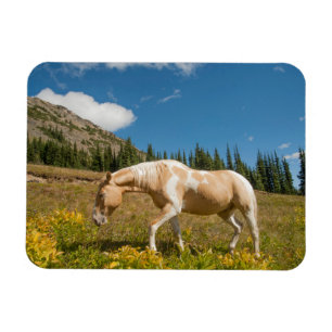 Íman Cavalo em Gramas em uma Pradaria Alpina no Verão