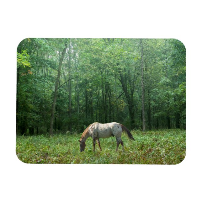 Íman Cavalo em Meadow (Horizontal)
