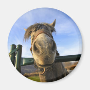 Íman Cavalo Engraçado