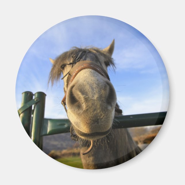 Íman Cavalo Engraçado (Frente)