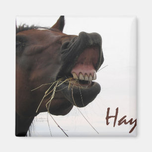 Íman Cavalo engraçado: Feno!